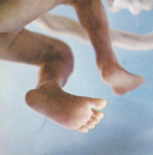 Зарождение жизни: уникальные съемки из материнской утробы