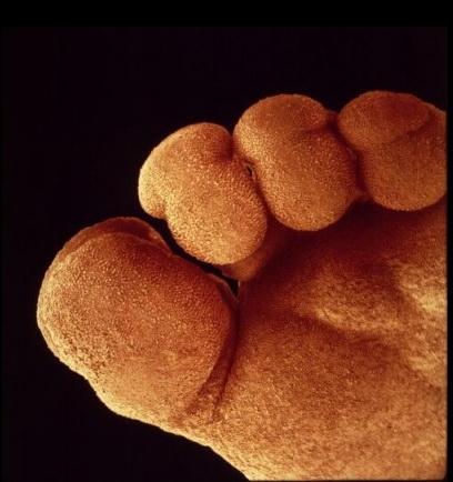 Зарождение жизни: уникальные съемки из материнской утробы