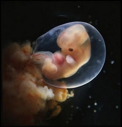 Зарождение жизни: уникальные съемки из материнской утробы