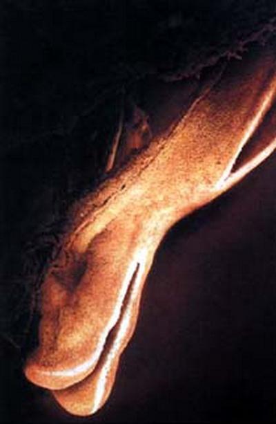 Зарождение жизни: уникальные съемки из материнской утробы