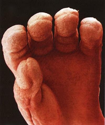 Зарождение жизни: уникальные съемки из материнской утробы