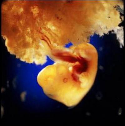 Зарождение жизни: уникальные съемки из материнской утробы