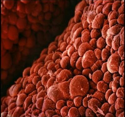 Зарождение жизни: уникальные съемки из материнской утробы