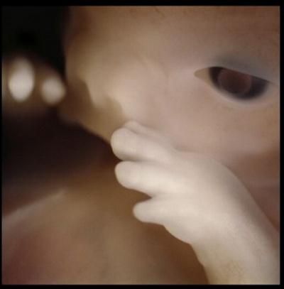 Зарождение жизни: уникальные съемки из материнской утробы