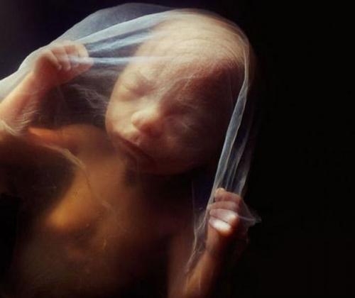 Зарождение жизни: уникальные съемки из материнской утробы