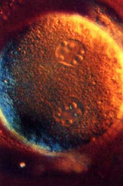 Зарождение жизни: уникальные съемки из материнской утробы