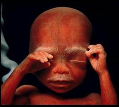 Зарождение жизни: уникальные съемки из материнской утробы