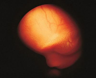 Зарождение жизни: уникальные съемки из материнской утробы