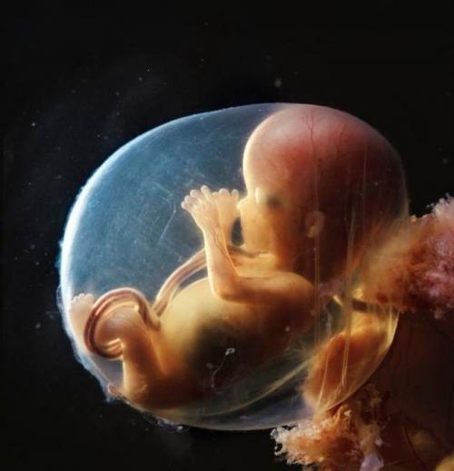 Зарождение жизни: уникальные съемки из материнской утробы