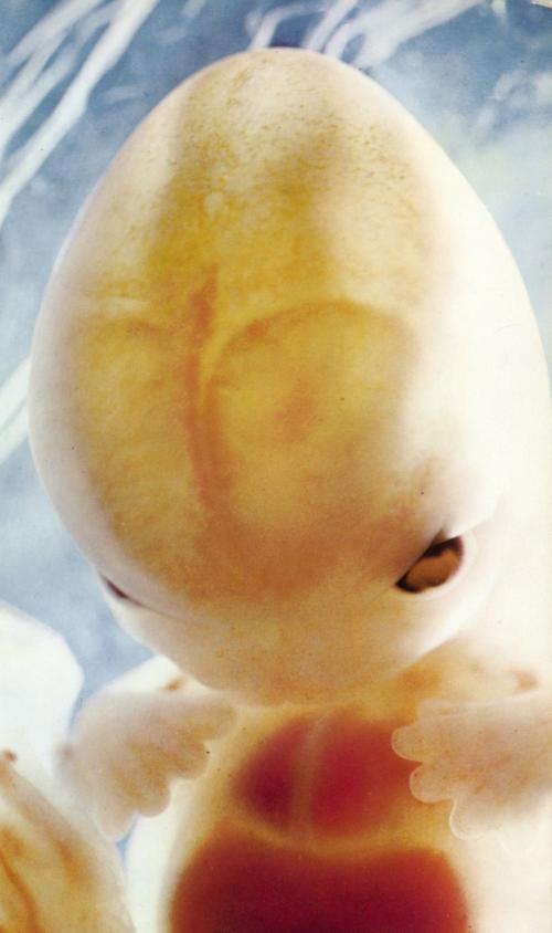 Зарождение жизни: уникальные съемки из материнской утробы