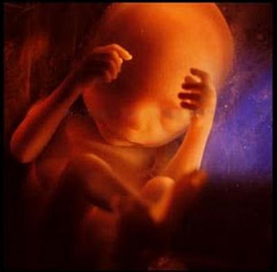 Зарождение жизни: уникальные съемки из материнской утробы