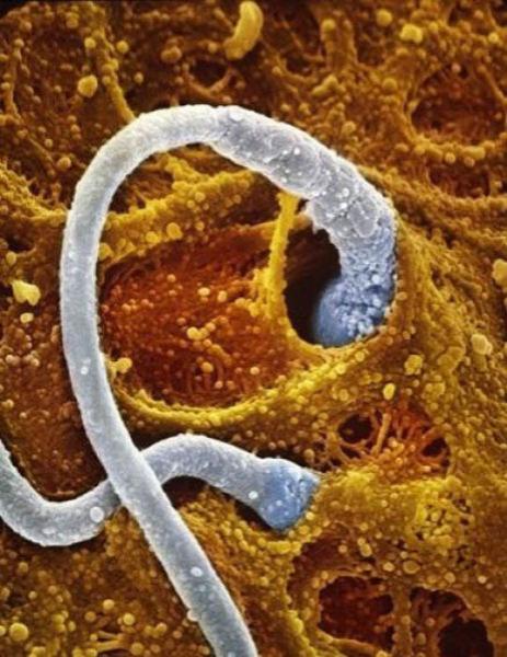 Зарождение жизни: уникальные съемки из материнской утробы