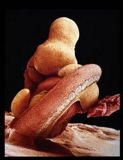 Зарождение жизни: уникальные съемки из материнской утробы