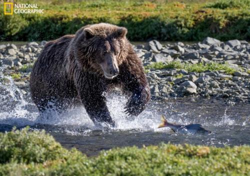 National Geographic показал лучшие снимки живой природы за этот год