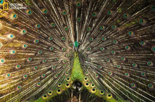 National Geographic показал лучшие снимки живой природы за этот год