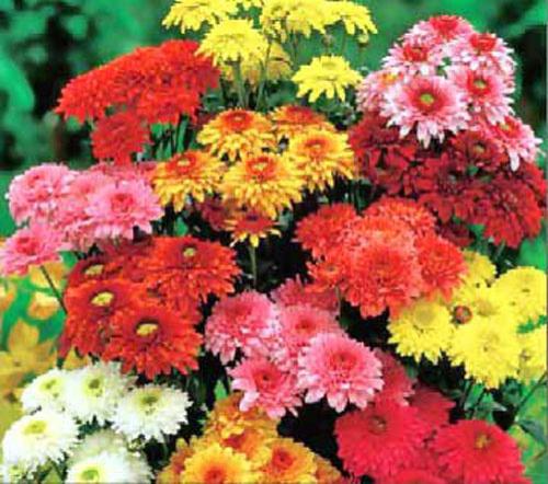 Самые ядовитые цветы планеты