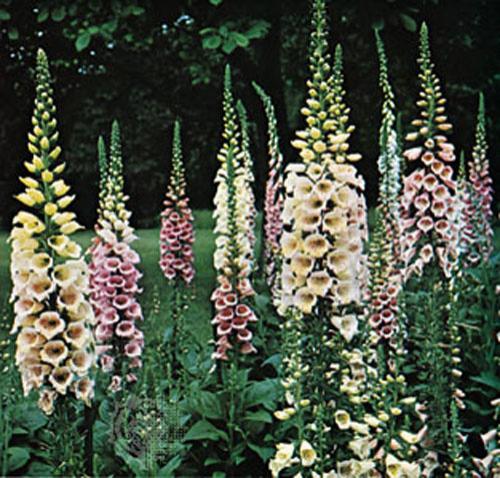 Самые ядовитые цветы планеты