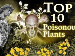 Самые ядовитые цветы планеты
