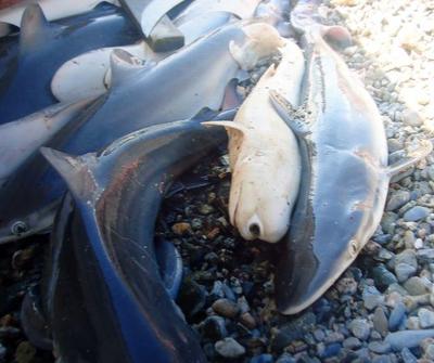 В Мексике нашли одноглазую акулу