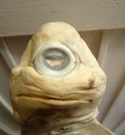 В Мексике нашли одноглазую акулу