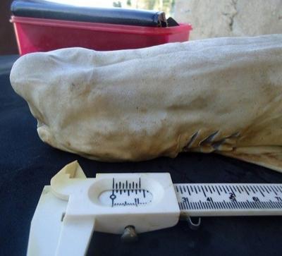 В Мексике нашли одноглазую акулу