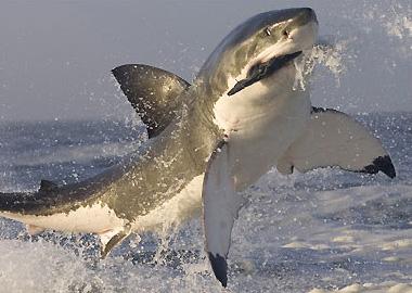 Фотошедевры : за мгновение до смерти