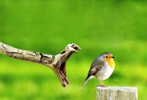 Фотошедевры : за мгновение до смерти