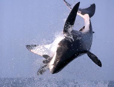 Фотошедевры : за мгновение до смерти