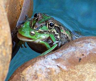 Фотошедевры : за мгновение до смерти