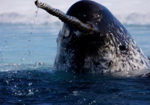 Редкие морские млекопитающие