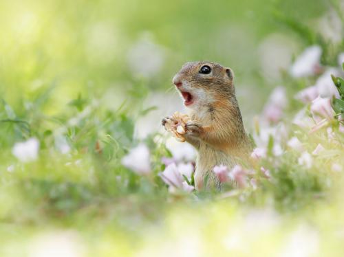 Позитивная дикая природа в объективе