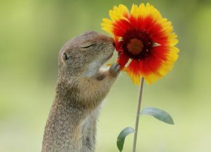 Позитивная дикая природа в объективе