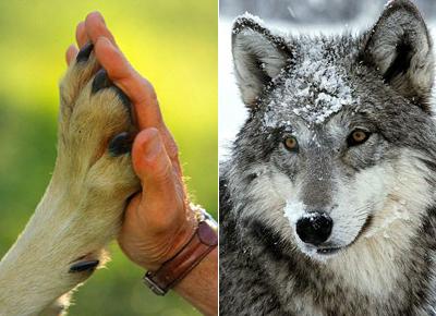 Зов предков: 6 лет с волками
