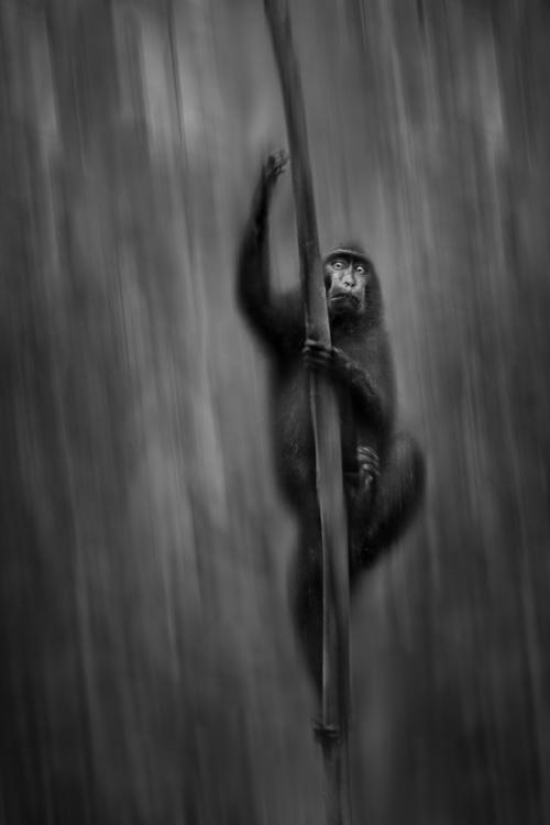 Лучшие работы конкурса MonoVisions Photography Awards 2019