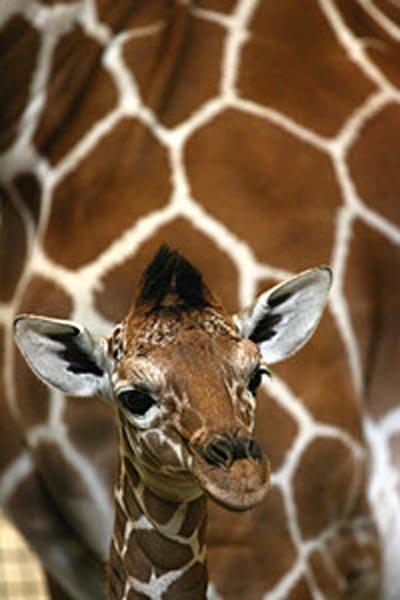 В Великобритании родился "жирафий младенец".