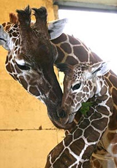 В Великобритании родился "жирафий младенец".