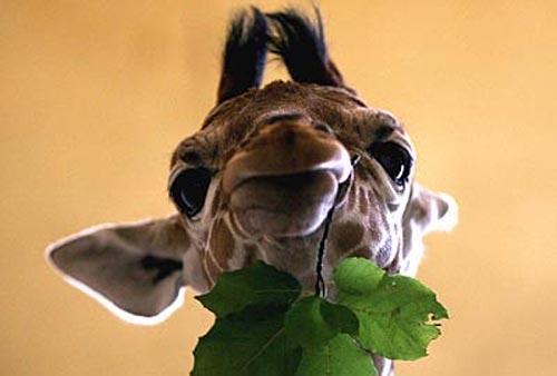 В Великобритании родился "жирафий младенец".