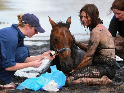 Драма на пляже: спасение лошади