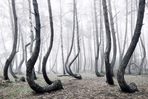Таинственный лес из 400 изогнуты деревьев