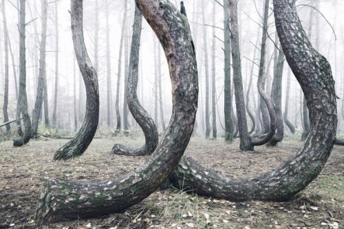 Таинственный лес из 400 изогнуты деревьев