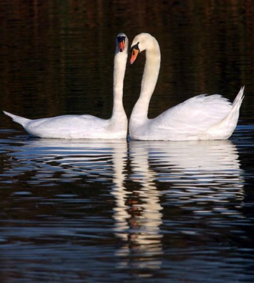 14 исторических фактов о Дне святого Валентина, которые вас сильно удивят