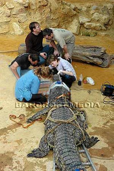 Крокодилу вправили челюсть