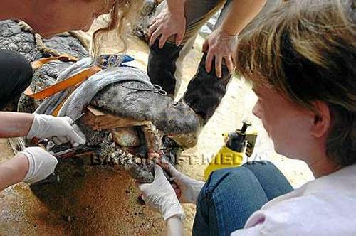 Крокодилу вправили челюсть