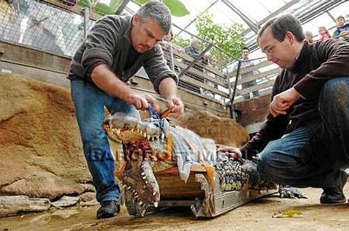 Крокодилу вправили челюсть