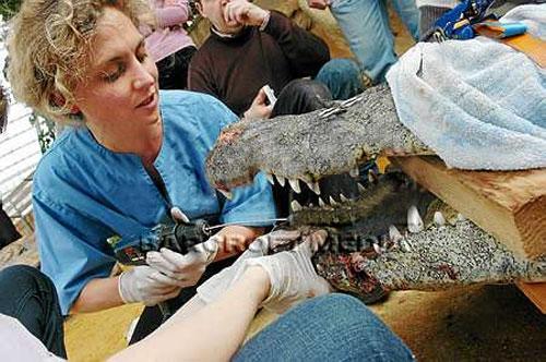 Крокодилу вправили челюсть