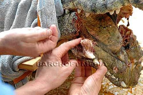 Крокодилу вправили челюсть