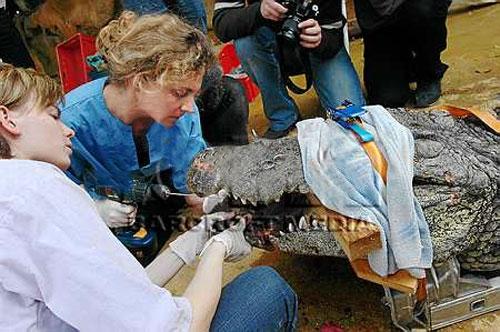 Крокодилу вправили челюсть