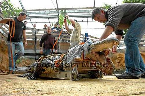 Крокодилу вправили челюсть