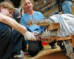 Крокодилу вправили челюсть