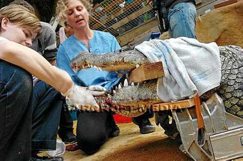 Крокодилу вправили челюсть